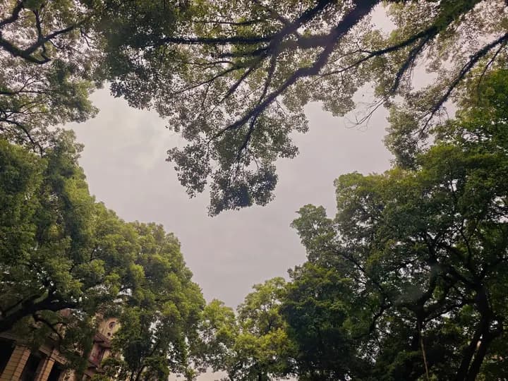 树影里的天空