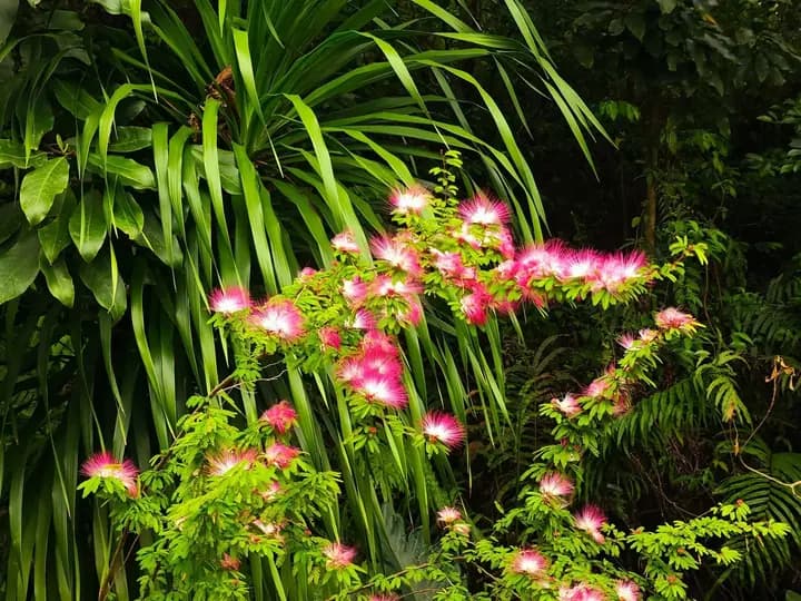 绿叶间的粉花
